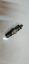 Picture of KANGO 1.9 F8Q DİZEL ENJEKTÖR 7701039614